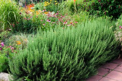 Rosemary hedge bordering ornamental grasses and flowers including echinacea