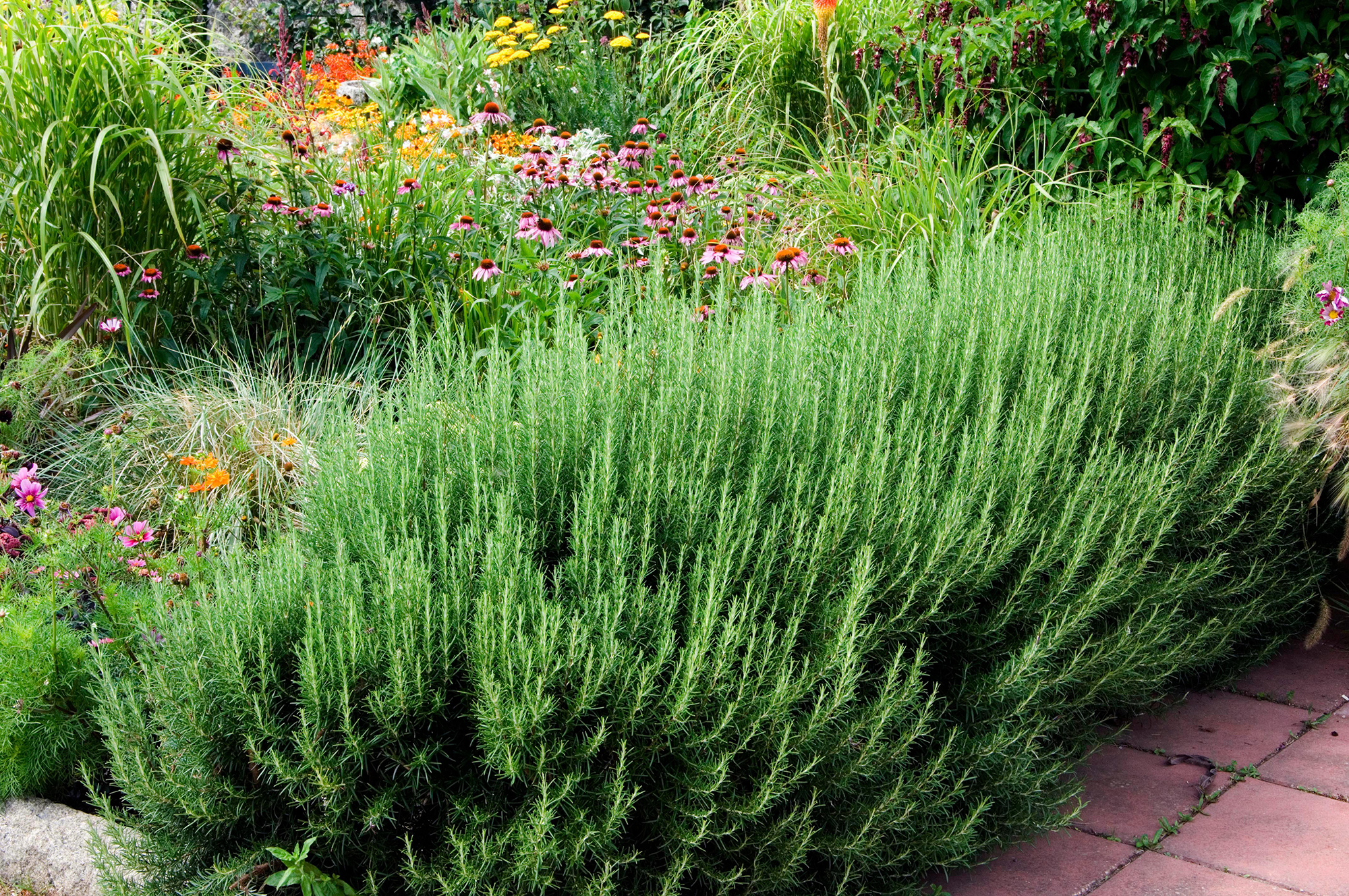 Rosemary hedge bordering ornamental grasses and flowers including echinacea
