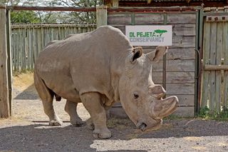 sudan the white rhino