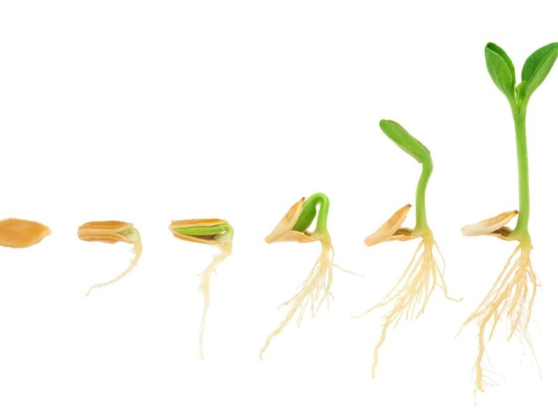 Tips information about seeds gardening know how