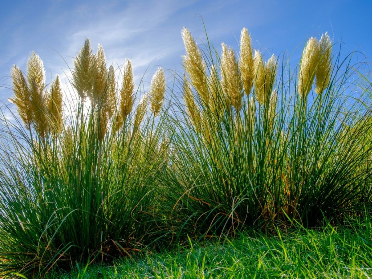 Pampas Grass Plants - How Can I Get Rid Of Pampas Grass 