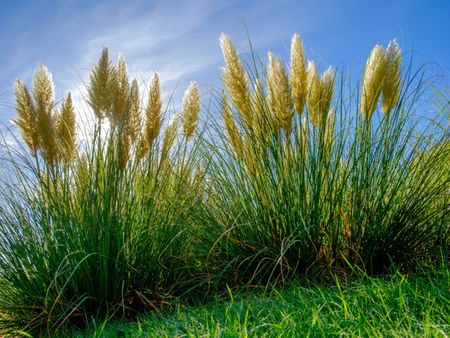 Tall Pampas Grass