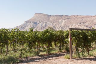 A vineyard near Grand Junction with a giant rocky mesa behind it