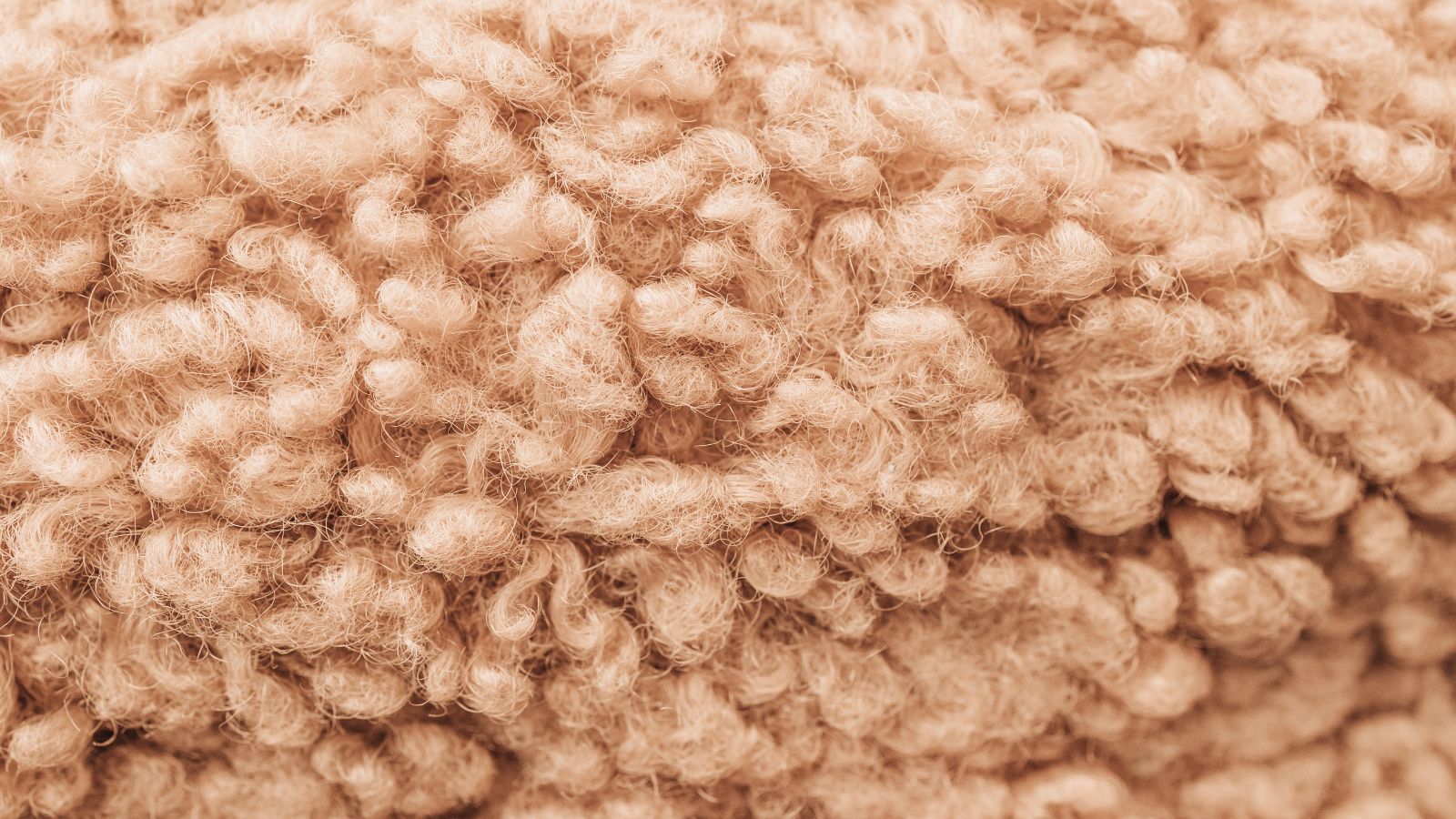 Closeup of sheep's wool