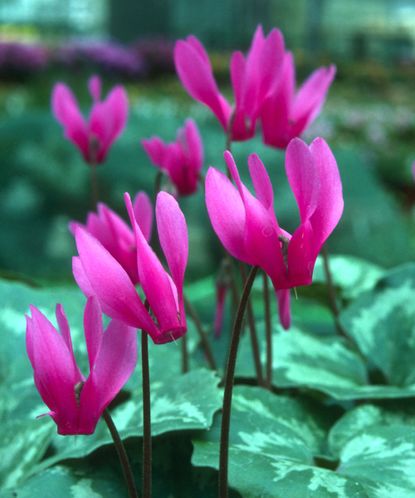 Types of cyclamen 12 varieties for color in spring and fall Homes