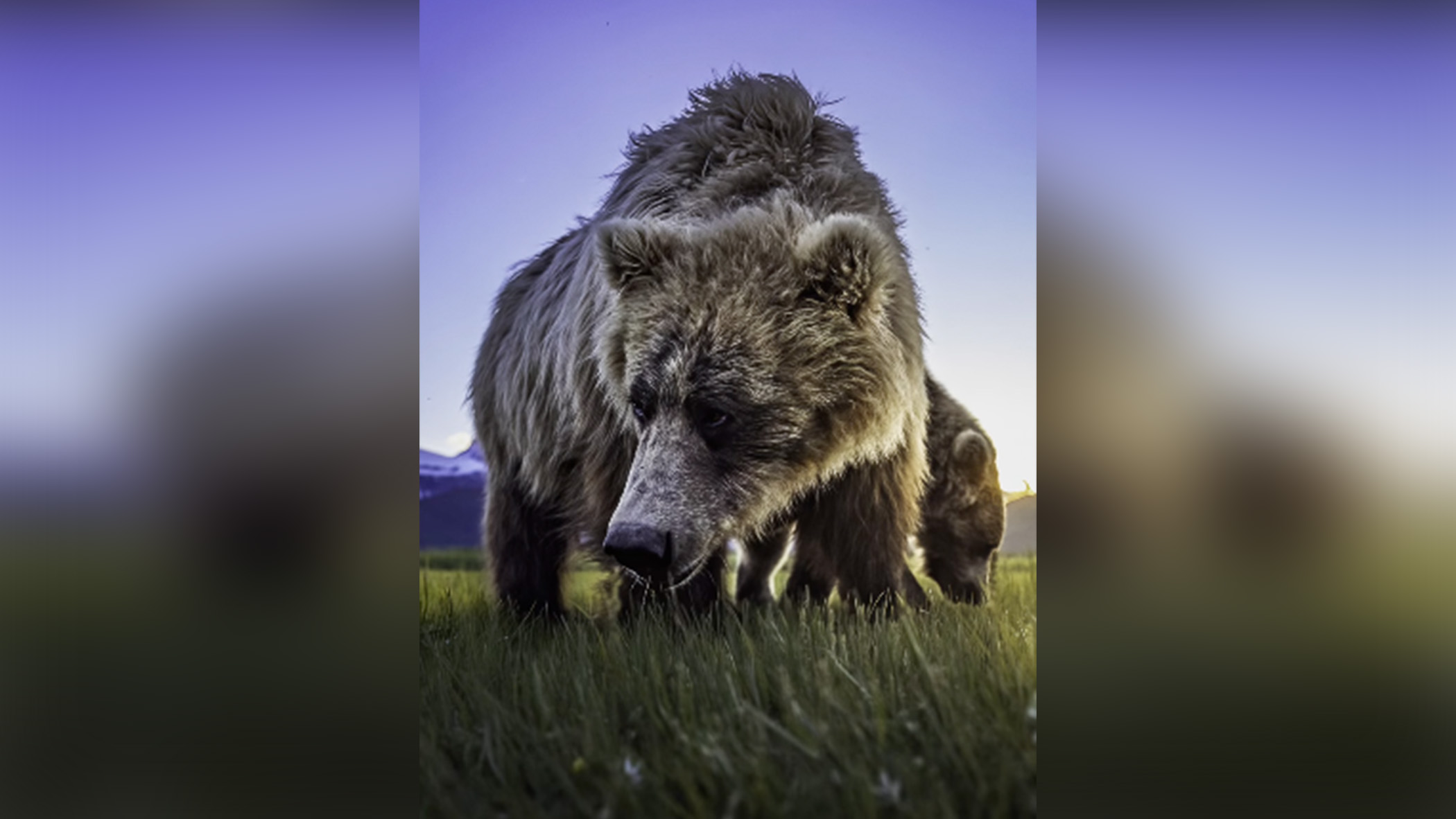 Grizzly bears eating grass. 