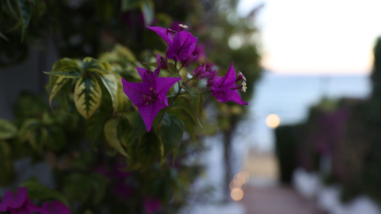Canon 1DX Mark III