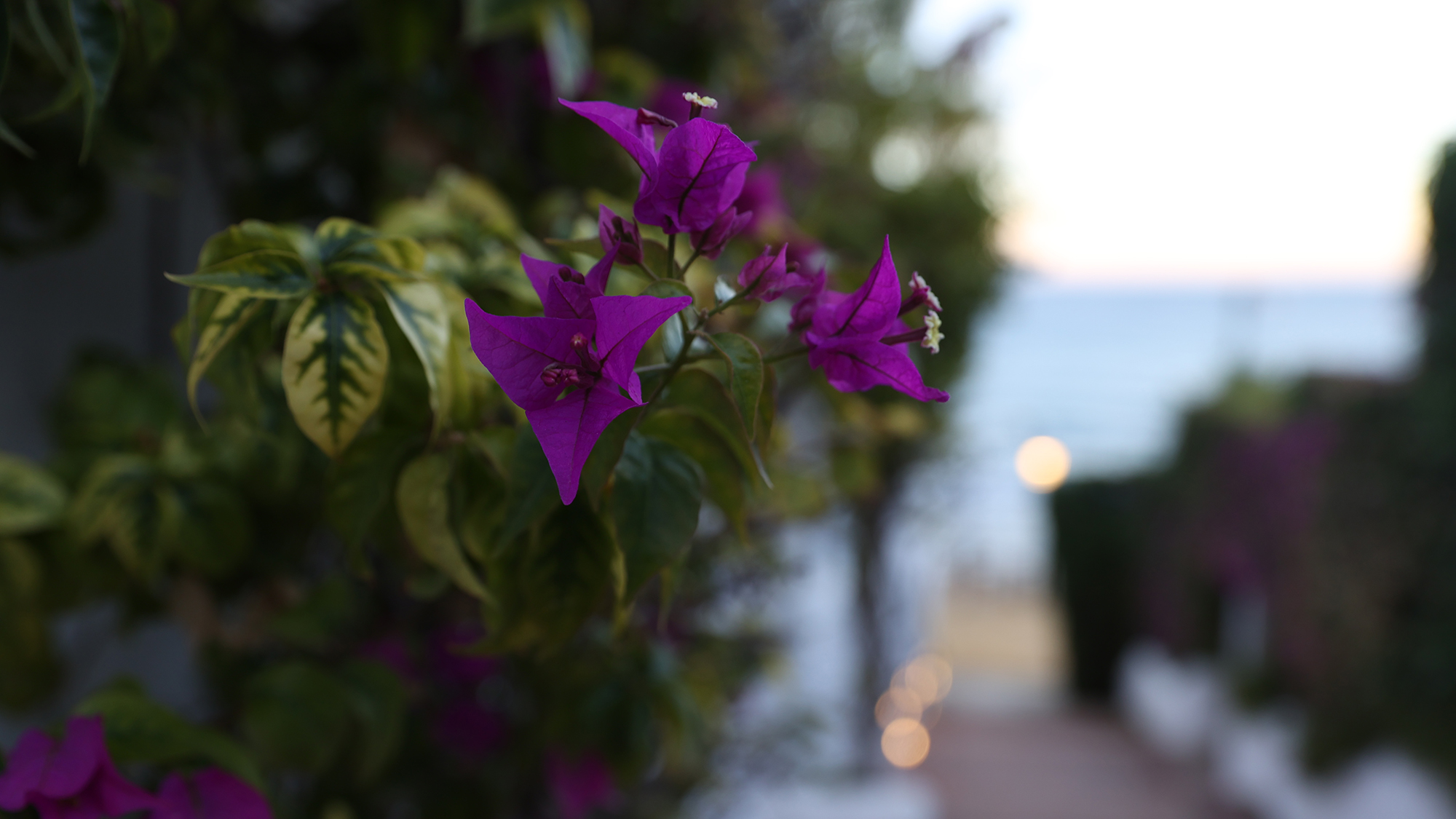Canon 1DX Mark III