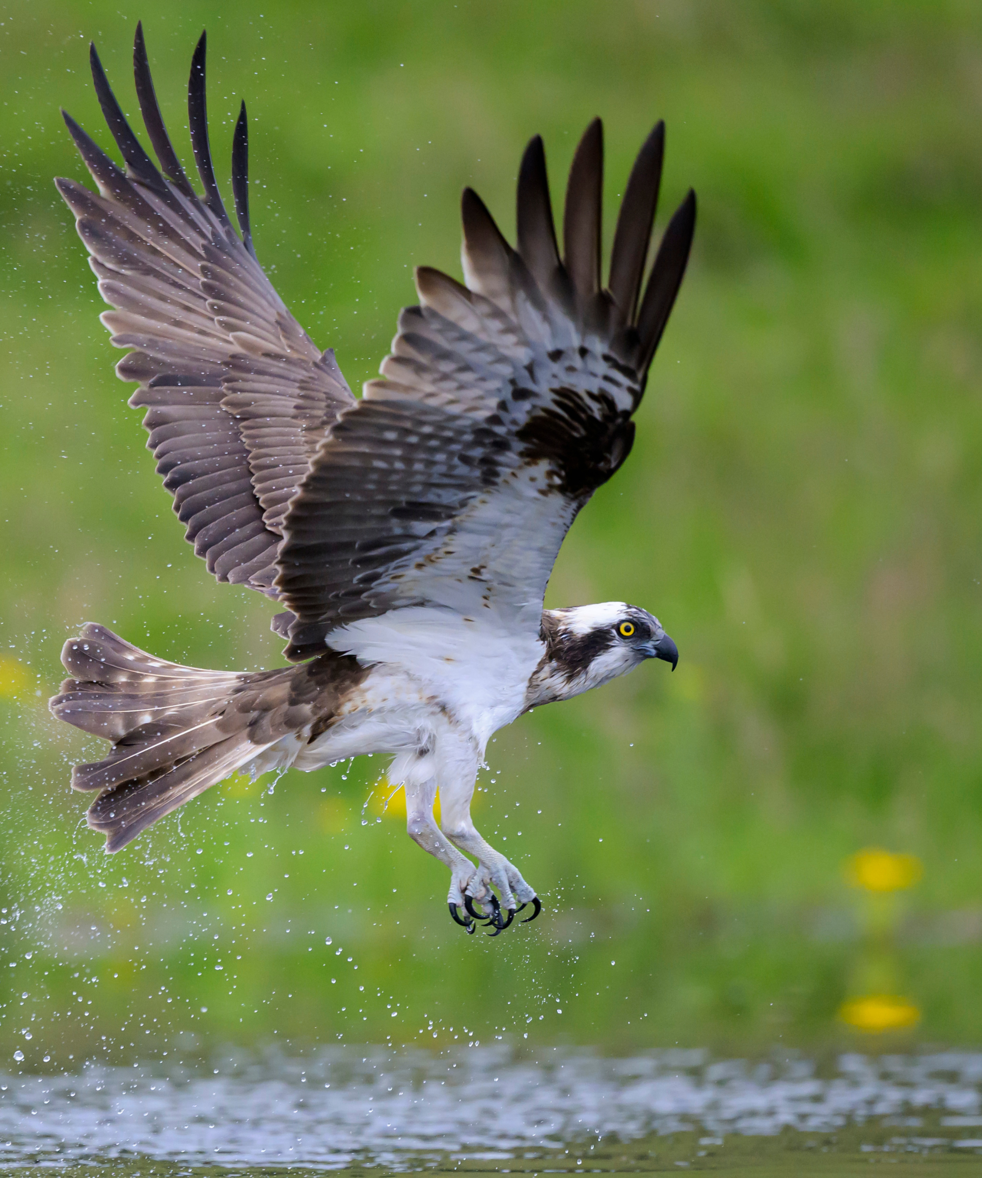 Osprey in flight over water in Scotland - stock photo