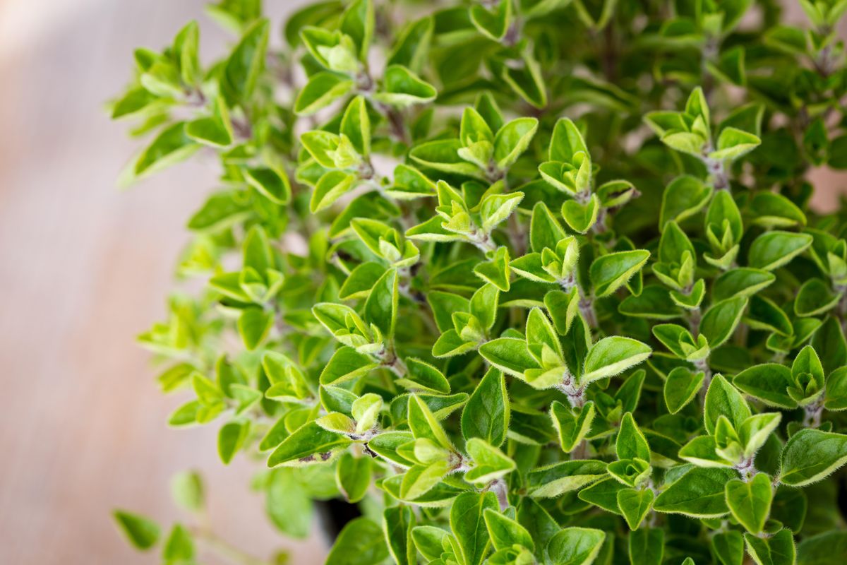 How to harvest oregano for the tastiest results Homes & Gardens