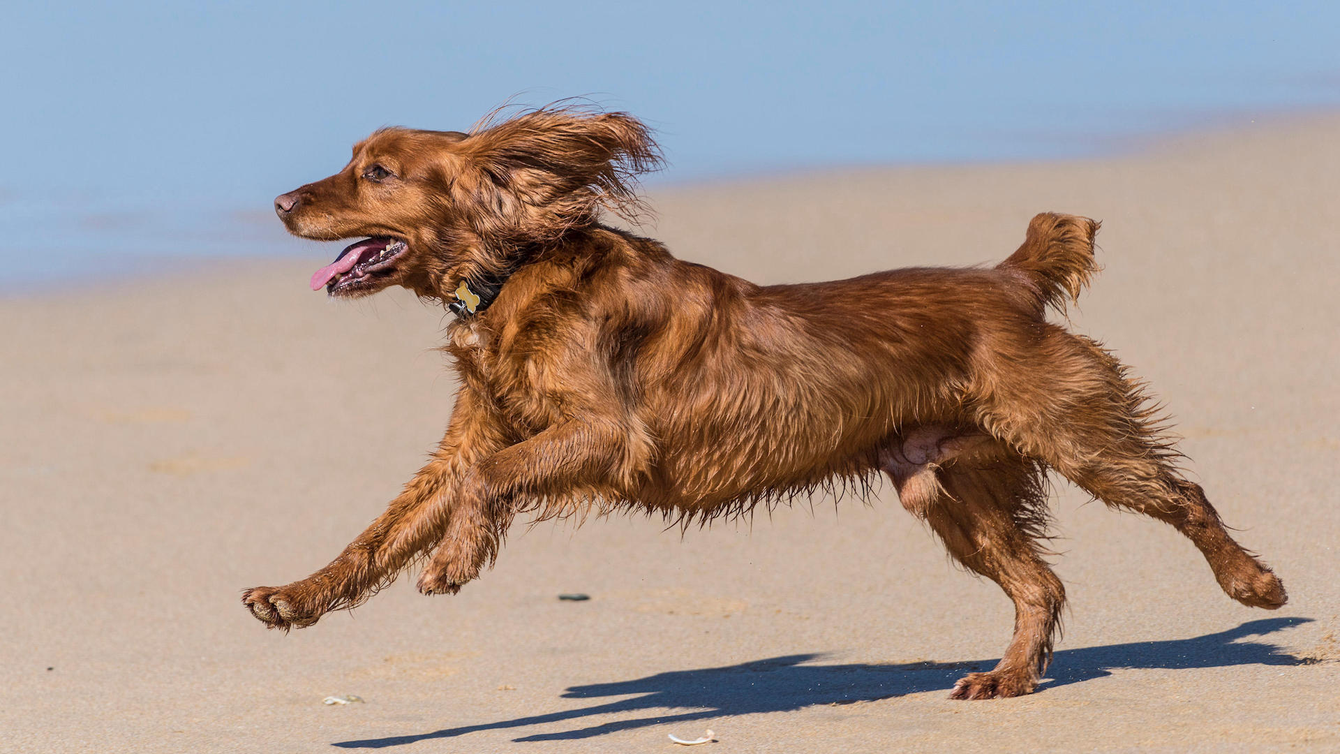 Healthy cocker spaniel running on beach