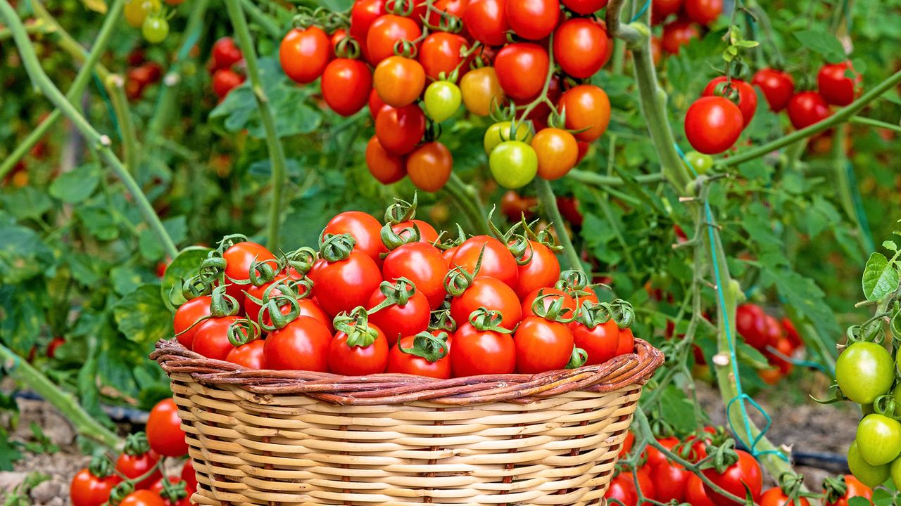 Bumper tomato crop in basket