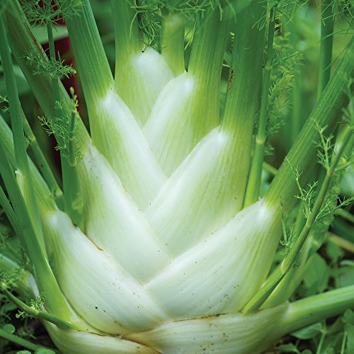 Burpee Orion Hybrid Fennel Seeds 100 Seeds