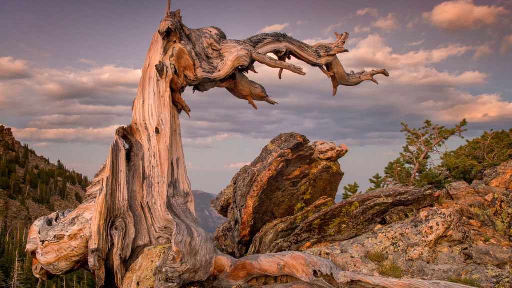 the-oldest-tree-in-the-world-and-the-7-runner-ups-live-science