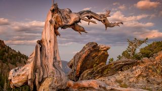 Rocky Mountain bristlecone pine at sunset with mountains and a cloudy sky in the background