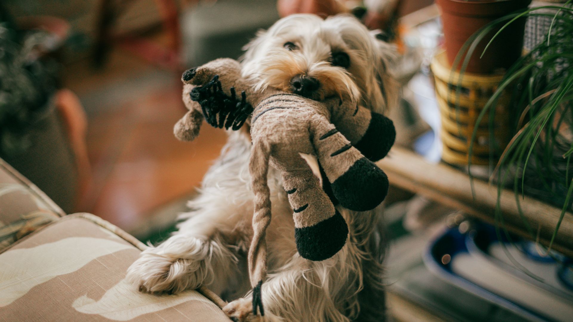 Puppy standing with toy giraffe in its mouth