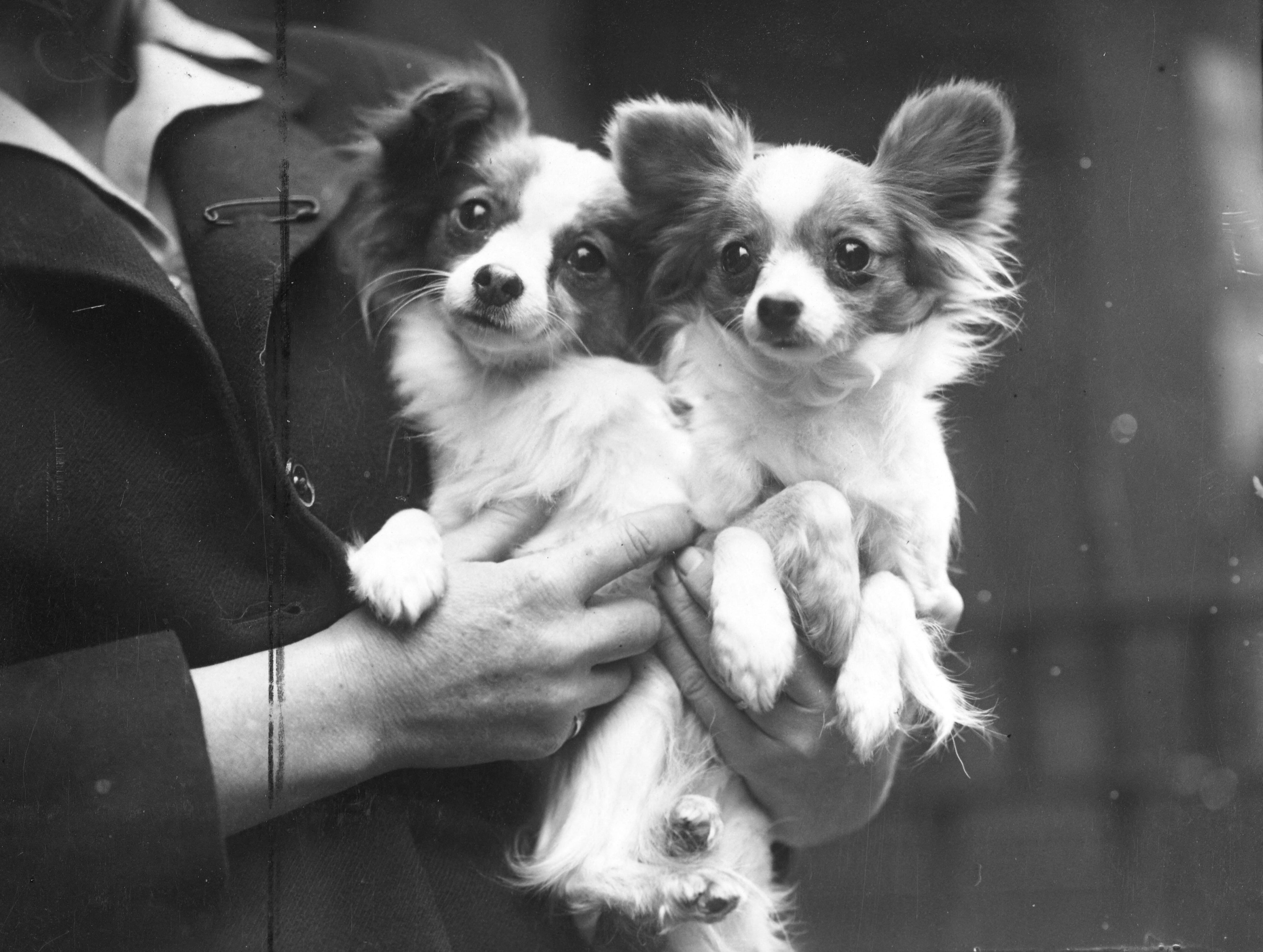 A close-up of two papillion dogs being held in the arms of an unidentified person