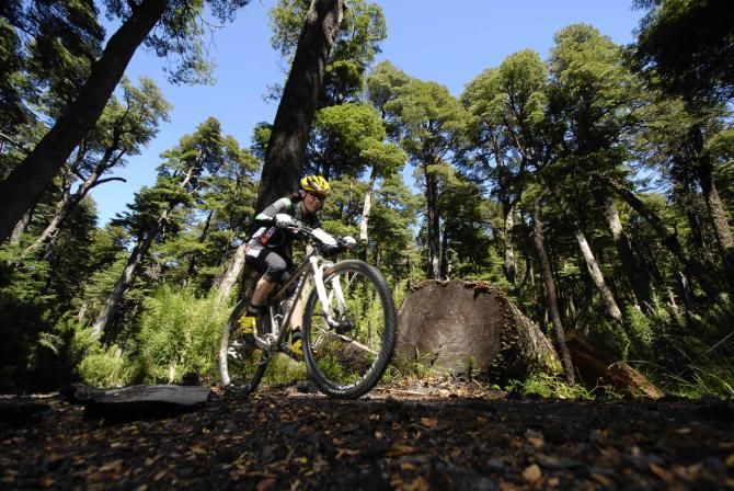 Mary McConneloug passing through the giant araucarias over Villarrica National Park