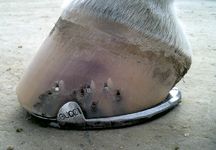 Horseshoe_(Gucci).jpg