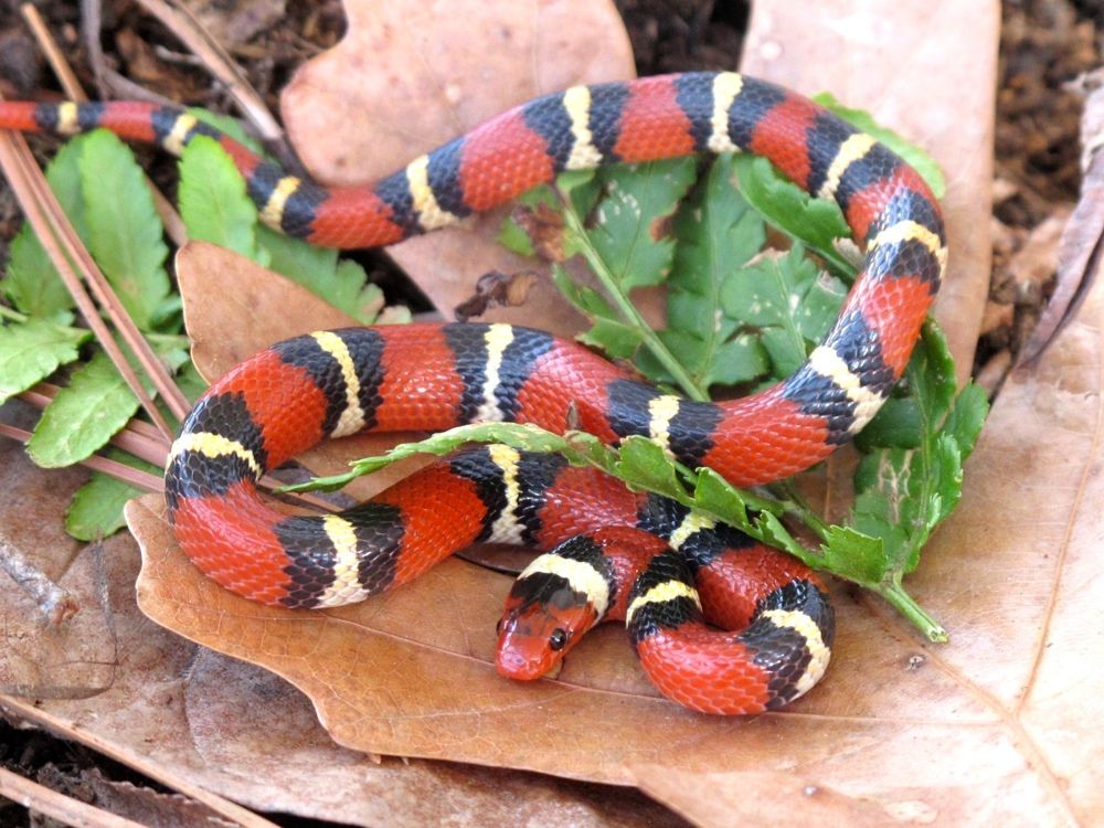 The harmless scarlet kingsnake is colored in repeating patterns of red, black, yellow and black rings — the red rings are surrounded by black rings.