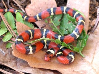 The harmless scarlet kingsnake is colored in repeating patterns of red, black, yellow and black rings — the red rings are surrounded by black rings.