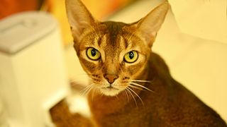 sandy coloured cat with a slim face and intense green eyes