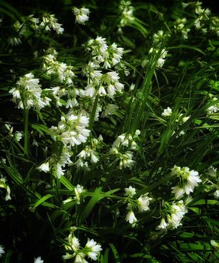 White Allium Sikkimense