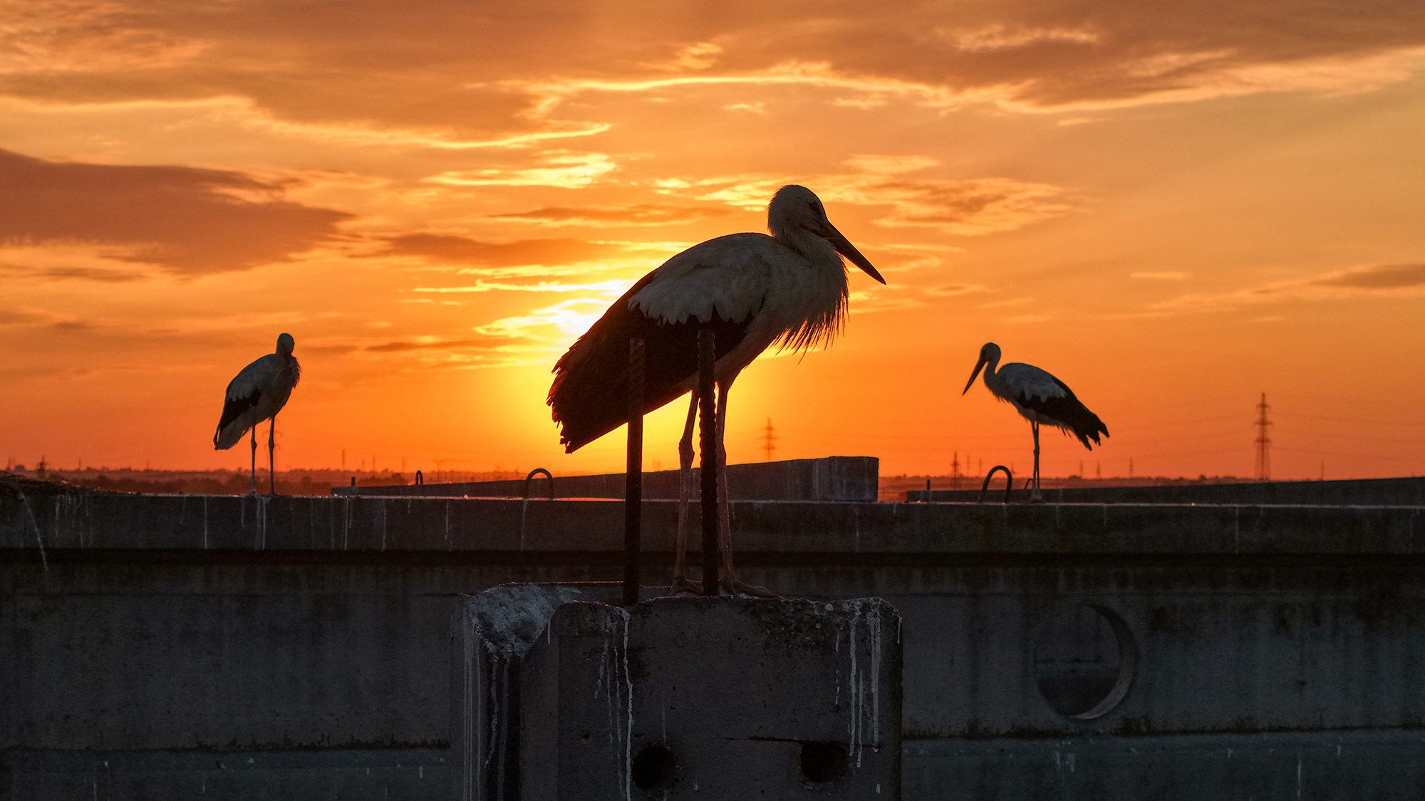 White storks nest atop the concrete pillars of an unfinished building on the outskirts of Novi Sad, Serbia