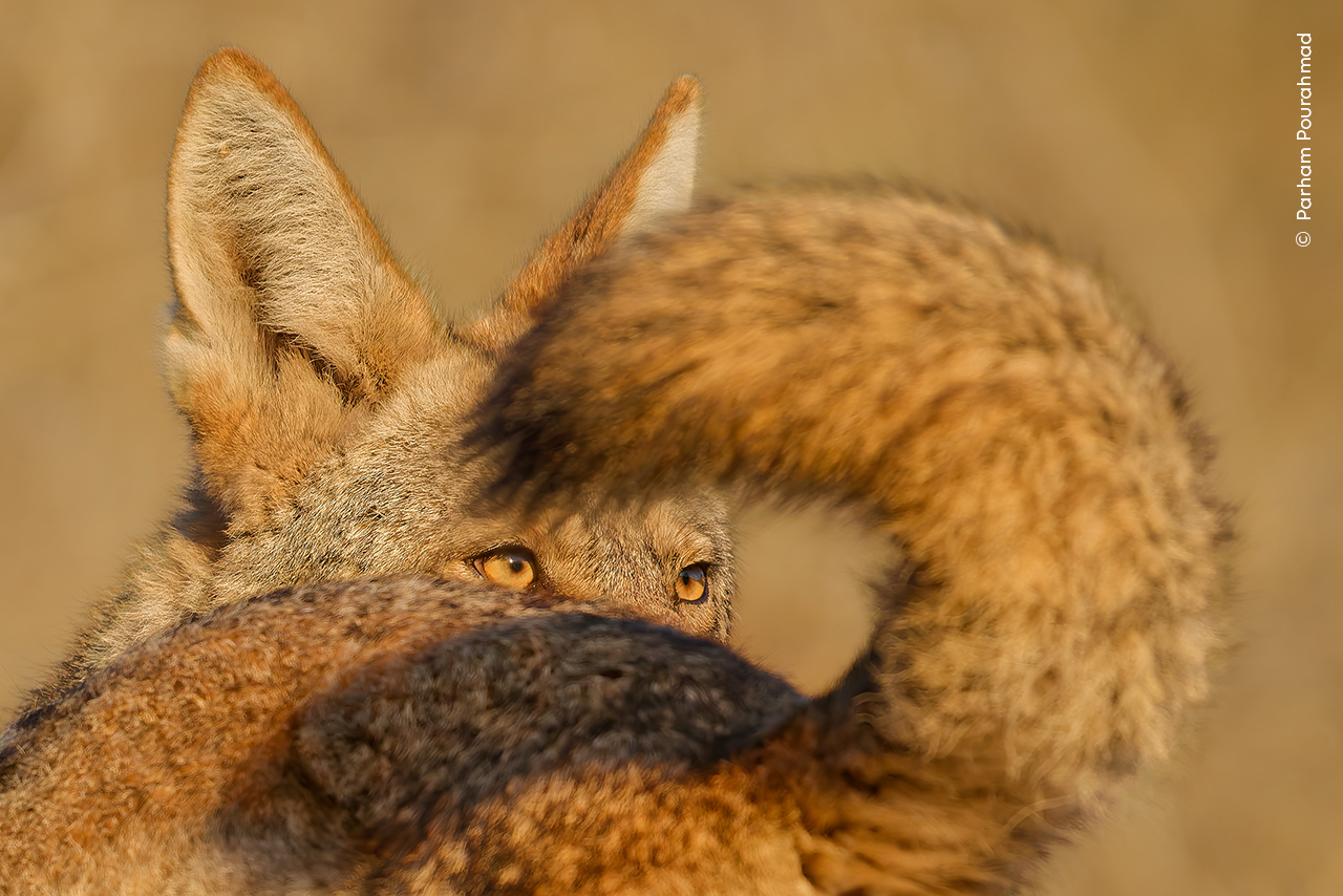 .A close-up of a coyote's head, partially obscured by its fluffy tail, showcasing its keen eyes against a warm, blurred background