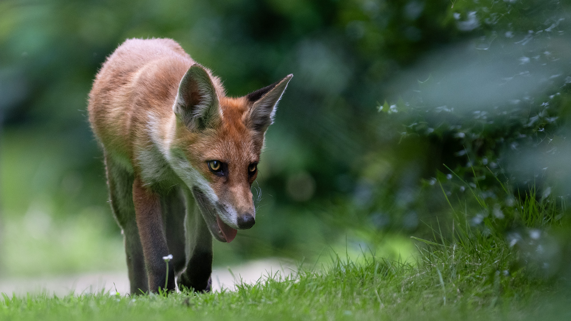 Photo of fox surrounded by green vegetation