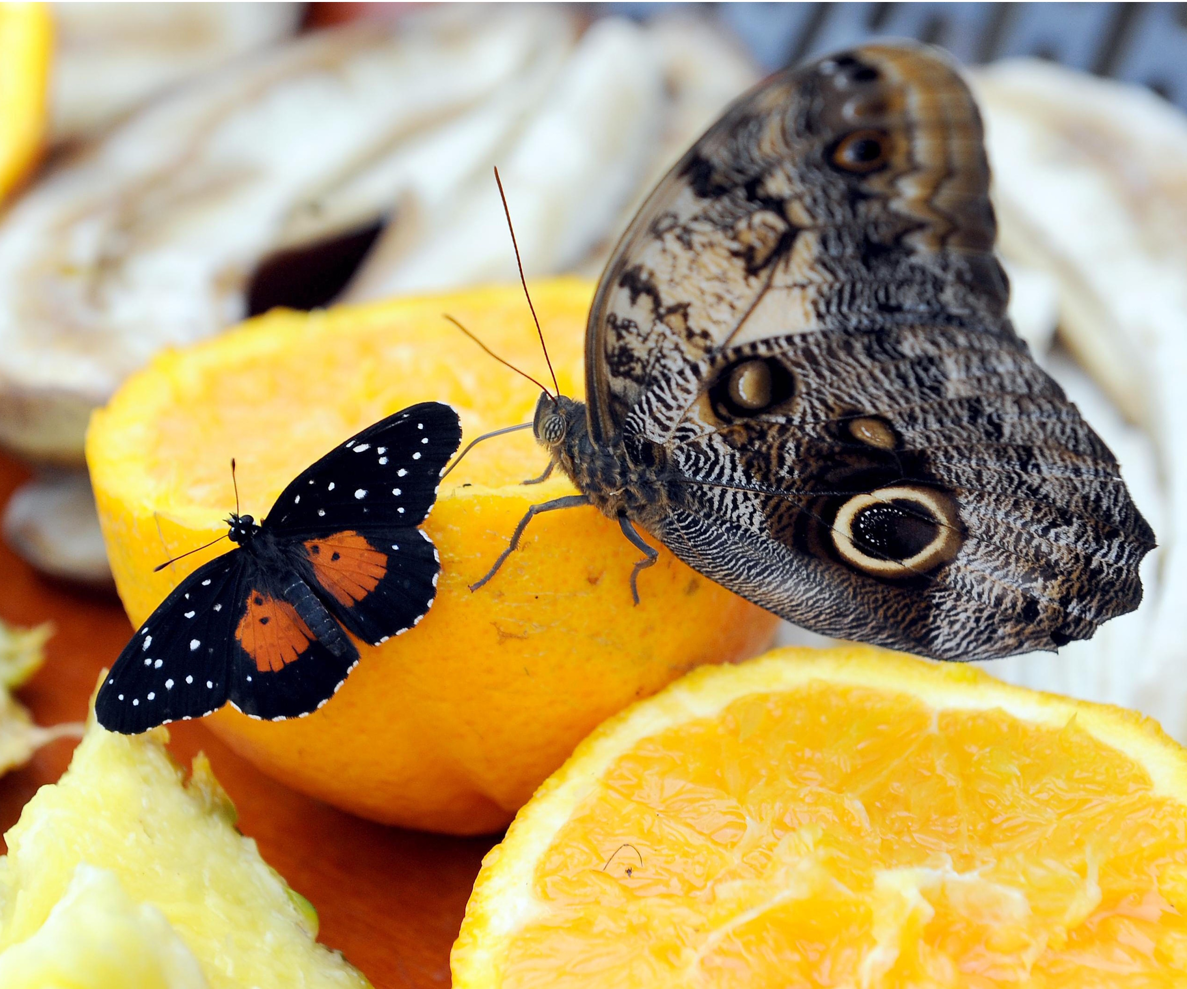 Butterflies on fruit salad