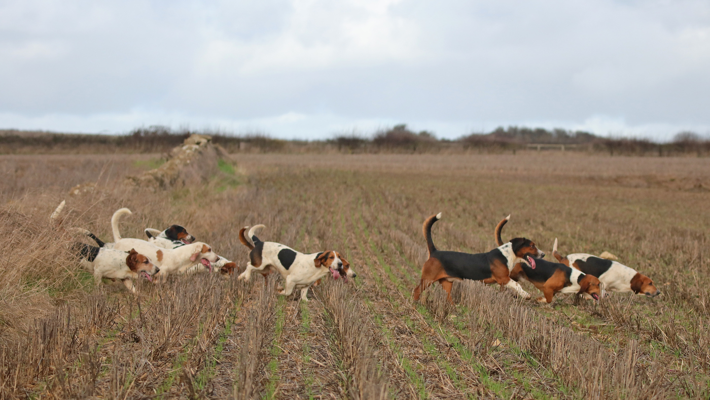 Basset-hound-hunt.jpg