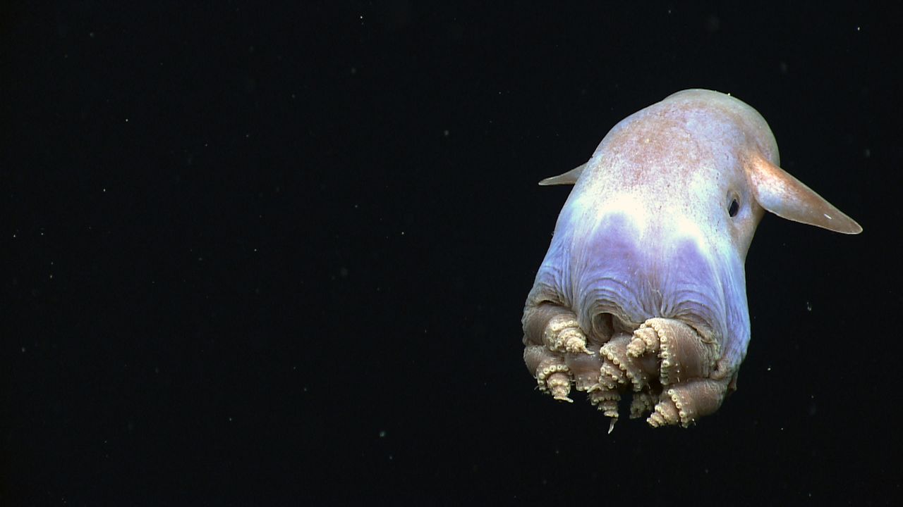 a whiteish dumbo octopus with flappy ears swimming in black sea