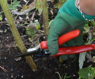 Prune annual sunflowers to the ground in the fall