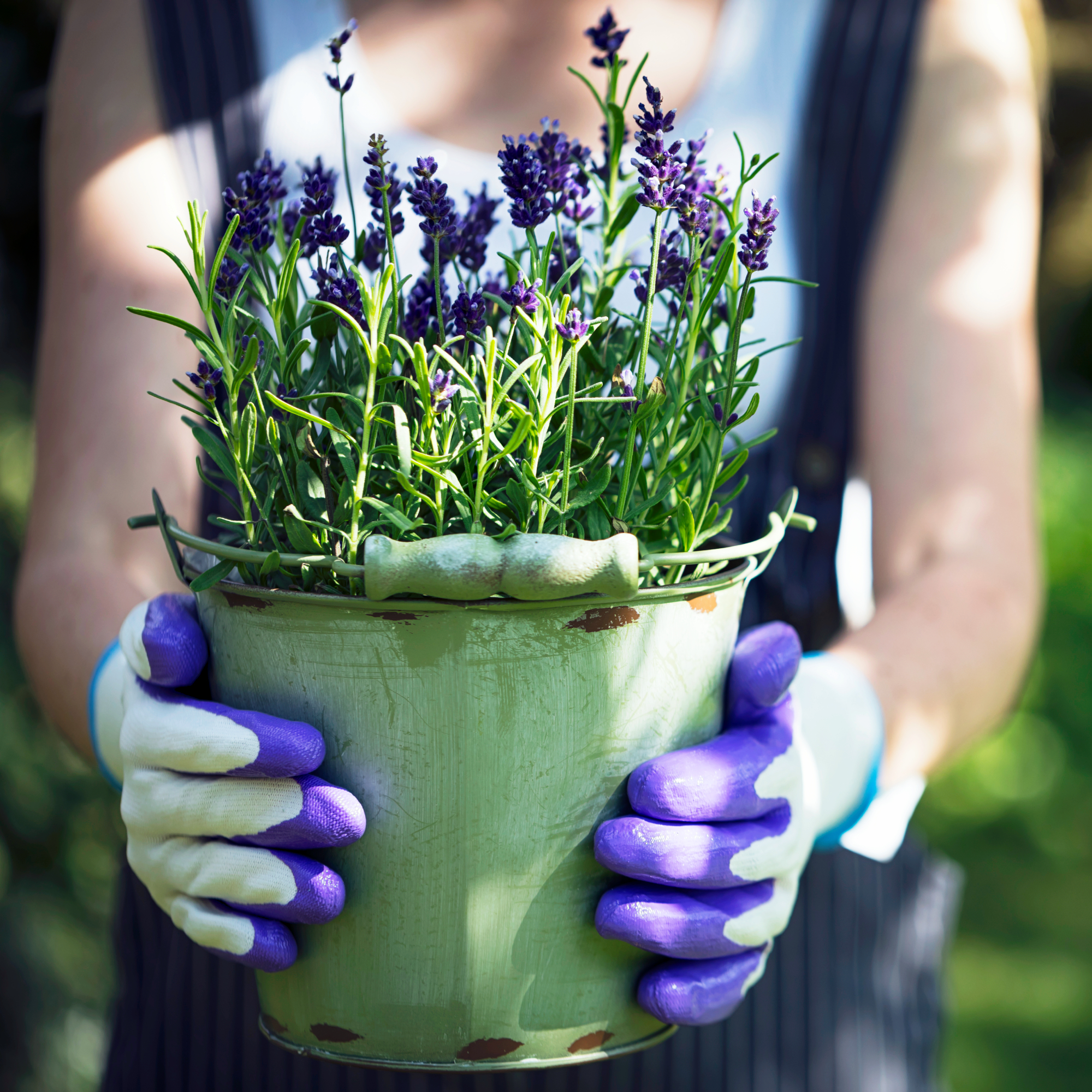 Young woman with garden gloves holding lavender in pot.