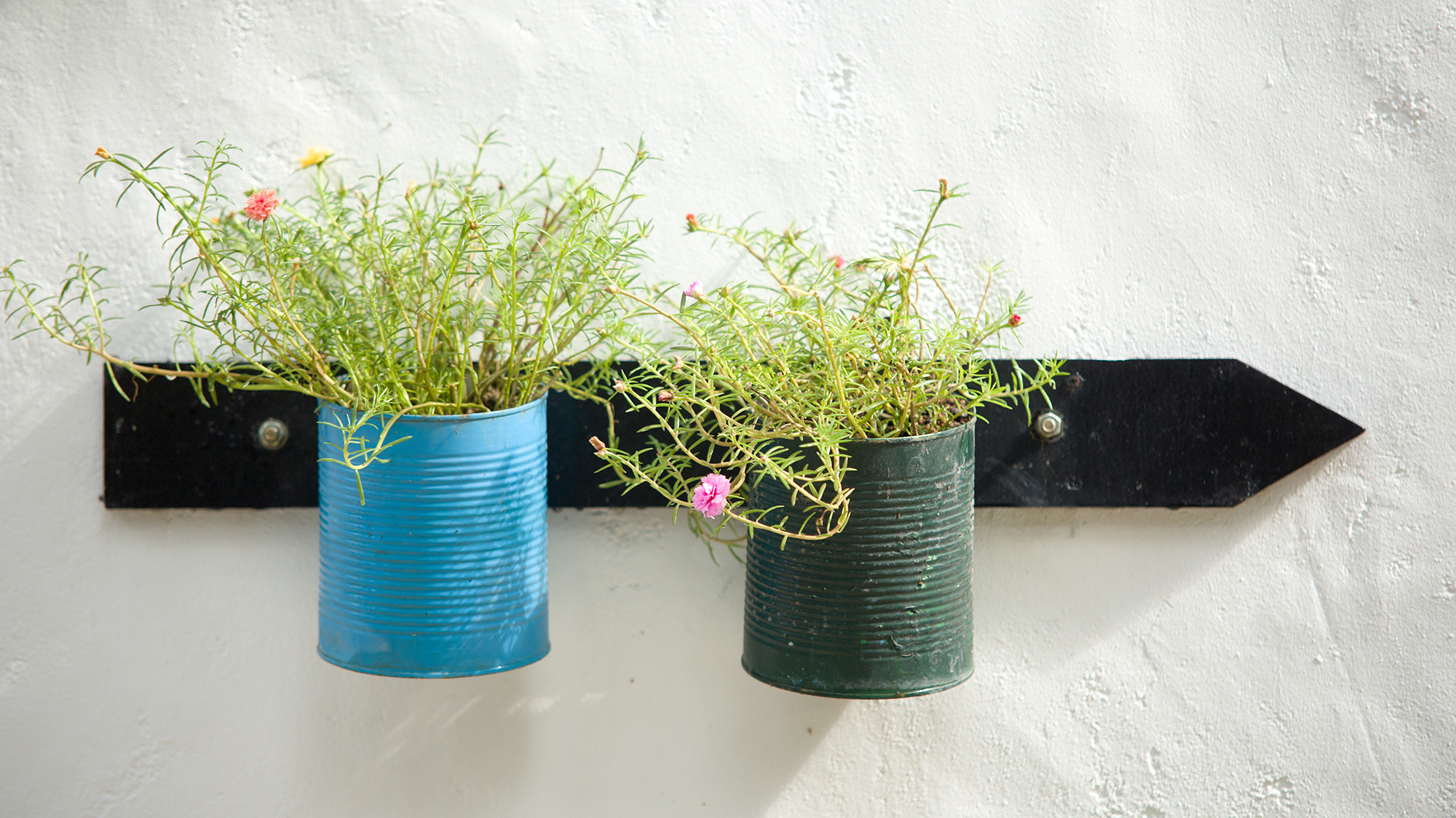 Plants in painted tin cans