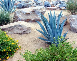 dry garden with succulents and boulders