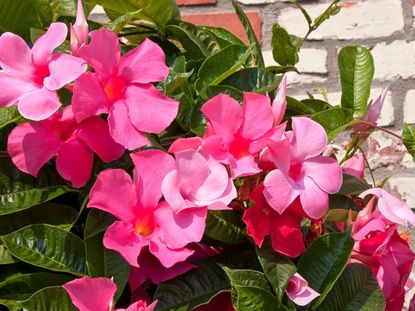 Creeper Plants: Types, benefits and care tips