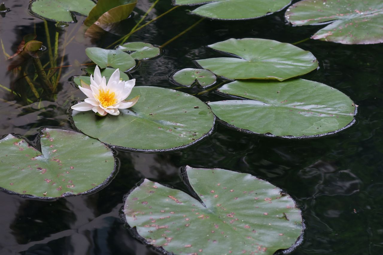 Canon PowerShot G5 X Mark II, 120mm, f/4, 1/400sec, ISO125