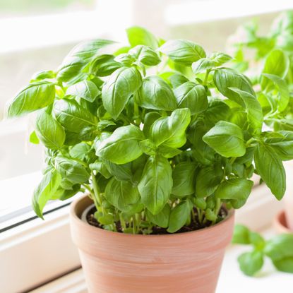 How to dry basil: lock in flavour and aroma before winter | Ideal Home