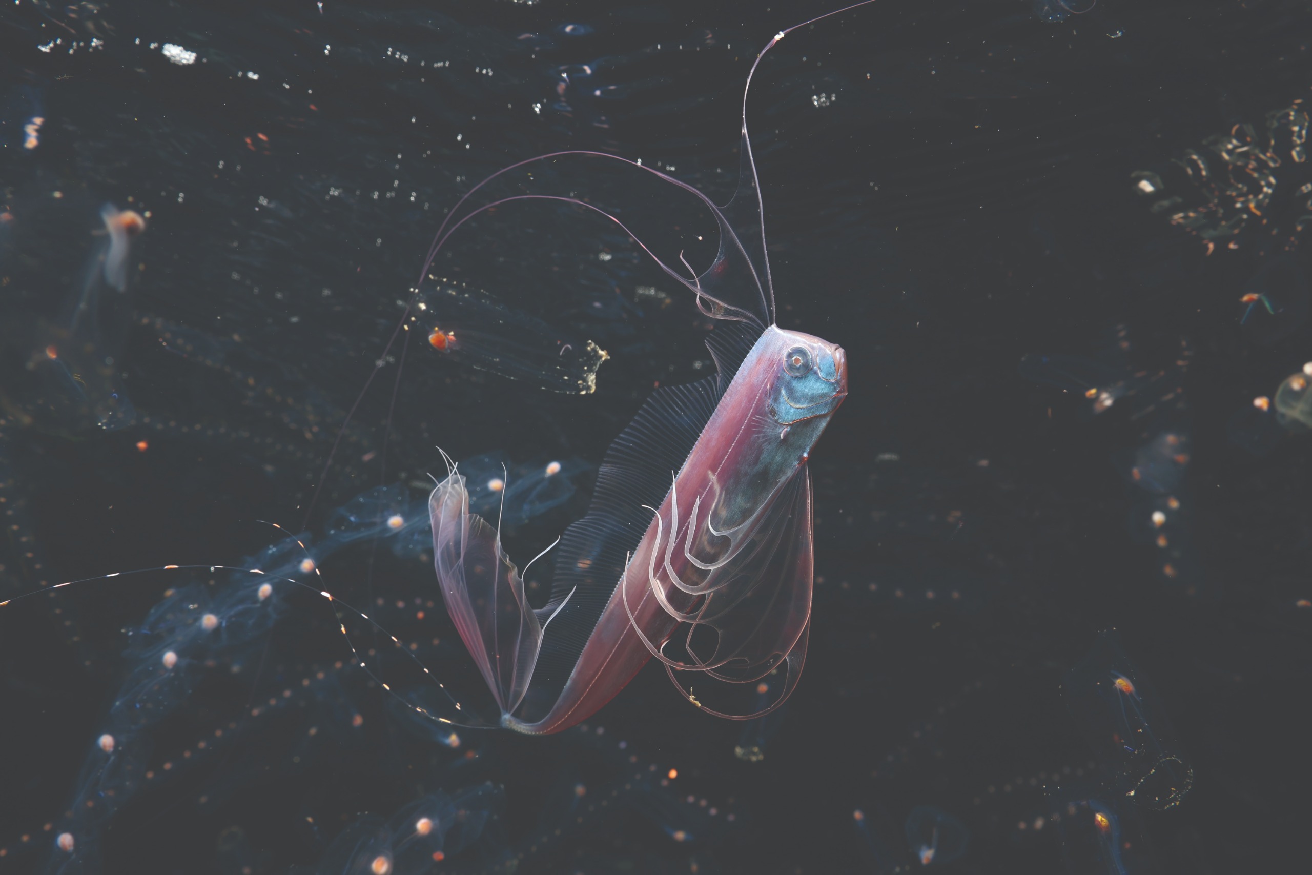 Mitsuna Kawai's blackwater portrait of a ribbonfish among salps won the Ocean Unseen category of Ocean Photographer of the Year 2026; here's how