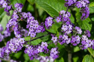 A close-up of purple heliotrope flowers