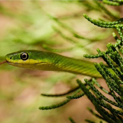 snake in plants