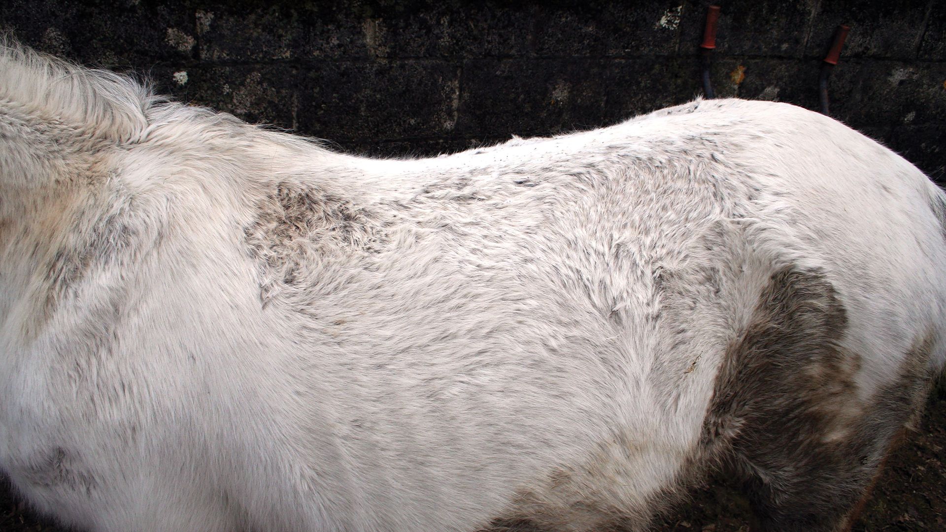 Close up of rainscald on horse’s back