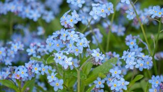 Blue forget-me-nots