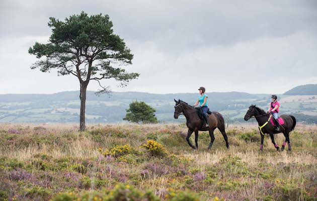 Devon-Heathlands.jpeg