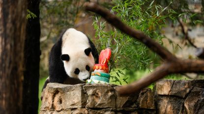 Male giant panda Xiao Qi Ji eats a frozen fruit cake in his enclosure during a 'Panda Palooza' event