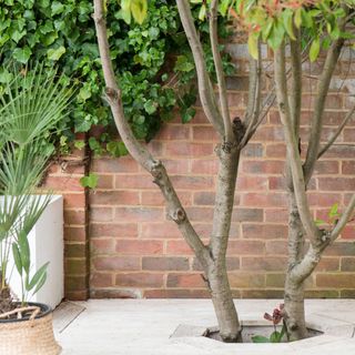 Tree growing through concrete patio with ivy growing on a wall behind it