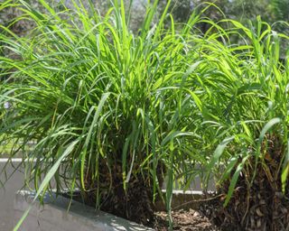 lemongrass plants growing in a garden border