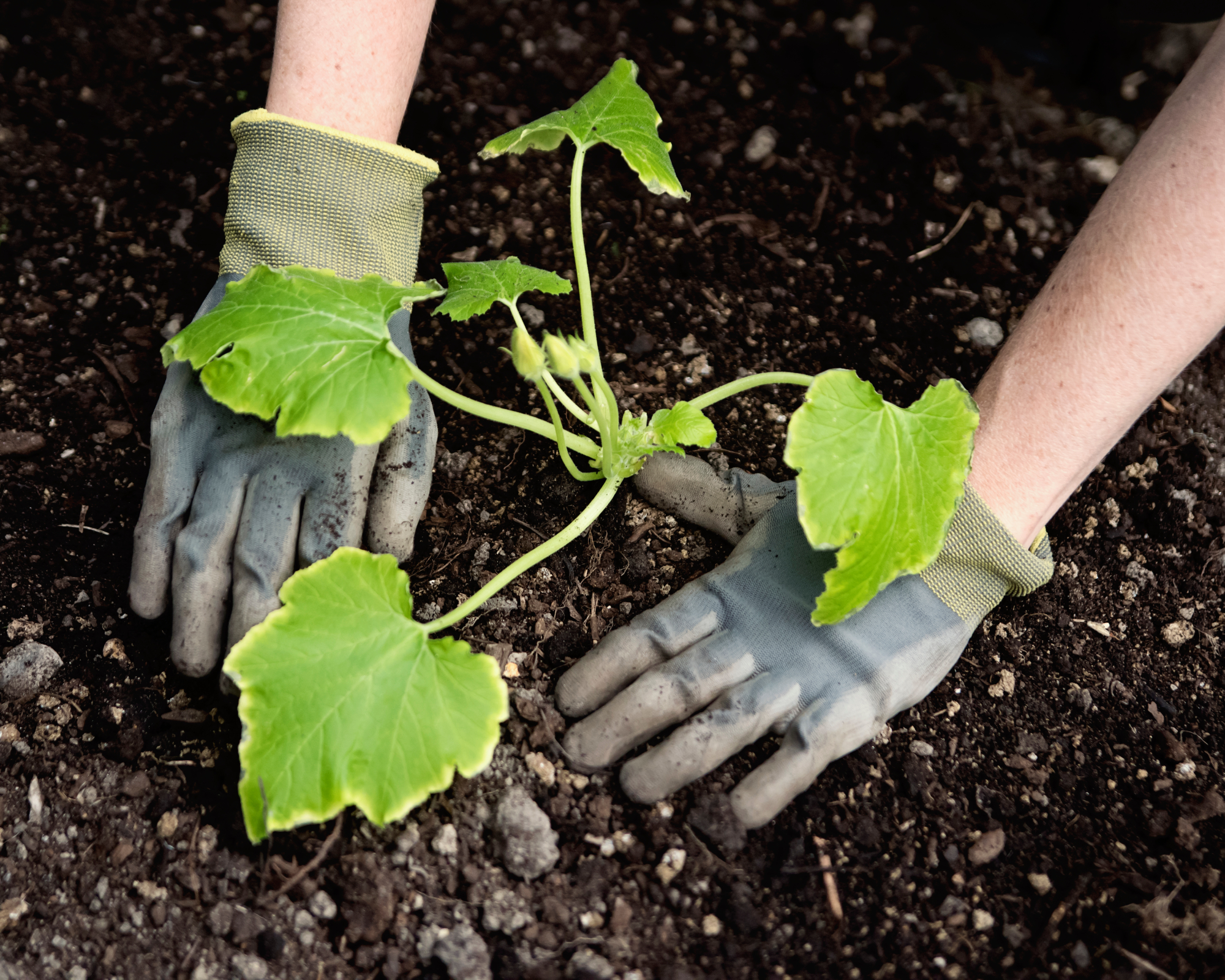 woman planting zucchini plant in the garden